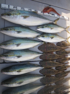 磯部釣船 直栄丸 釣果