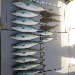 磯部釣船 直栄丸 釣果