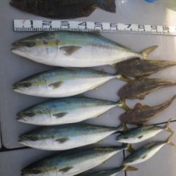 磯部釣船 直栄丸 釣果