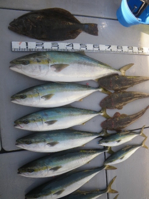 磯部釣船 直栄丸 釣果