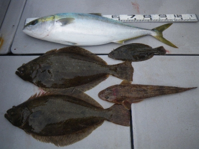 磯部釣船 直栄丸 釣果