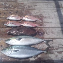 由良海上釣り堀 海人 釣果