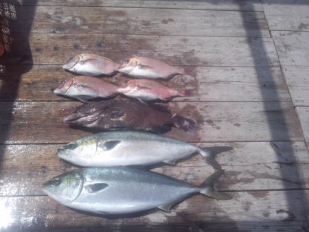 由良海上釣り堀 海人 釣果