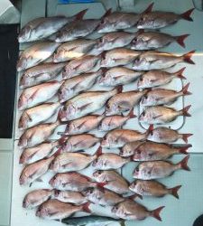 さぶろう丸 釣果