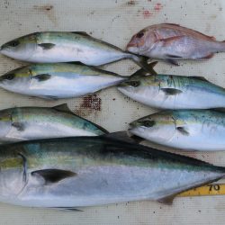 はらまる 釣果