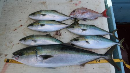 はらまる 釣果