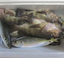 兼六丸 釣果