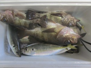 兼六丸 釣果