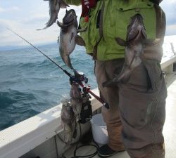 兼六丸 釣果