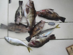 兼六丸 釣果