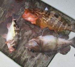 兼六丸 釣果