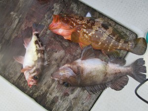 兼六丸 釣果