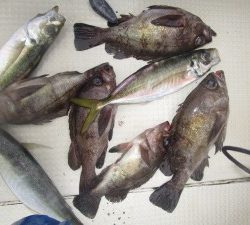 兼六丸 釣果