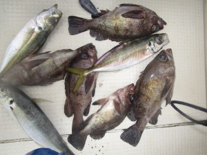 兼六丸 釣果