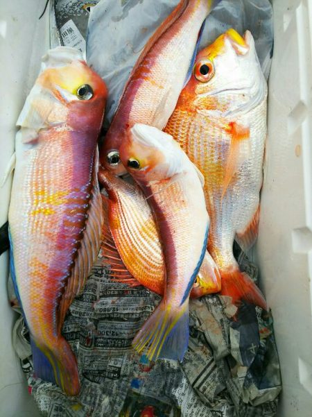 金剛丸 釣果