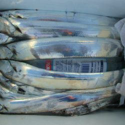 フィッシングガイド とちぎ 釣果