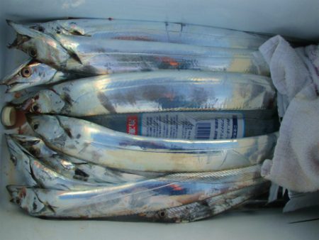 フィッシングガイド とちぎ 釣果