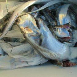 フィッシングガイド とちぎ 釣果