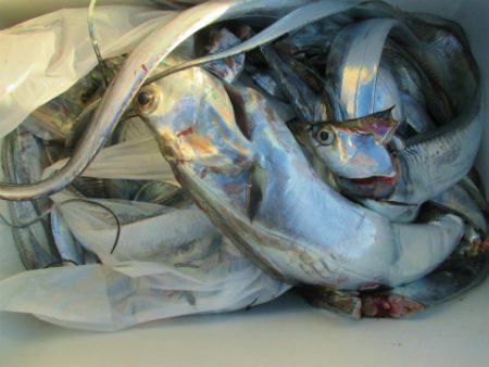 フィッシングガイド とちぎ 釣果