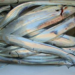 フィッシングガイド とちぎ 釣果