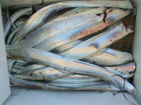 フィッシングガイド とちぎ 釣果