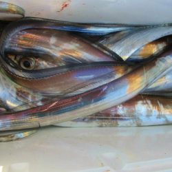 フィッシングガイド とちぎ 釣果