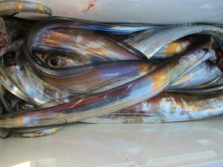 フィッシングガイド とちぎ 釣果