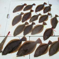 フィッシングガイド とちぎ 釣果