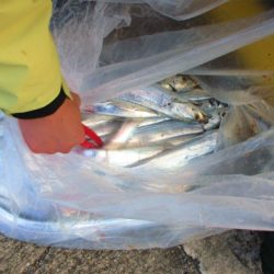 フィッシングガイド とちぎ 釣果