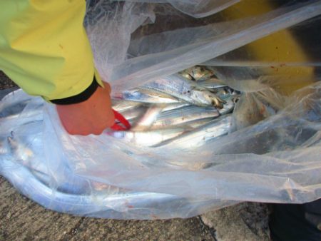 フィッシングガイド とちぎ 釣果