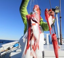 太郎丸 釣果
