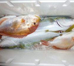 功成丸 釣果