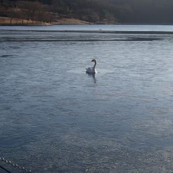 志高湖フィッシング 釣果