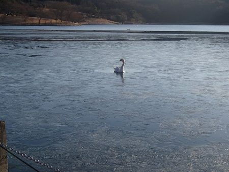 志高湖フィッシング 釣果