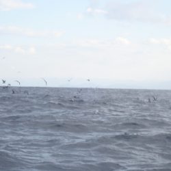 Aquanaut（アクアノート） 釣果