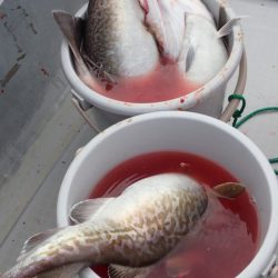 Aquanaut（アクアノート） 釣果