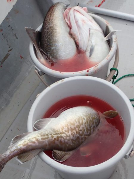 Aquanaut（アクアノート） 釣果