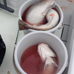 Aquanaut（アクアノート） 釣果