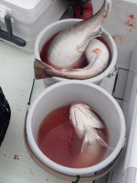 Aquanaut（アクアノート） 釣果