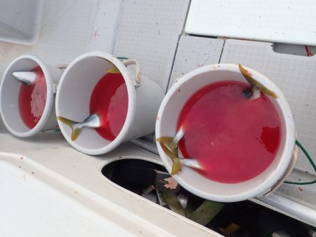 Aquanaut(アクアノート) 釣果