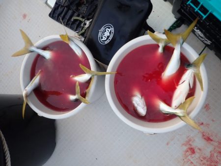 Aquanaut(アクアノート) 釣果