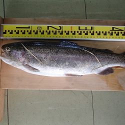 志高湖フィッシング 釣果