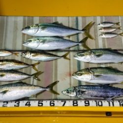 火遠理丸（ほおりまる） 釣果