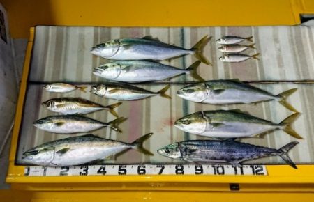 火遠理丸（ほおりまる） 釣果