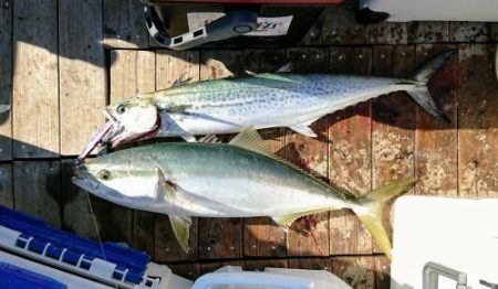 火遠理丸（ほおりまる） 釣果