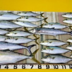 火遠理丸（ほおりまる） 釣果