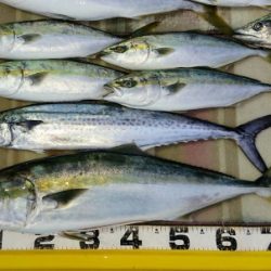 火遠理丸（ほおりまる） 釣果