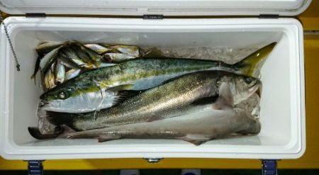 火遠理丸（ほおりまる） 釣果