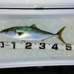 火遠理丸（ほおりまる） 釣果