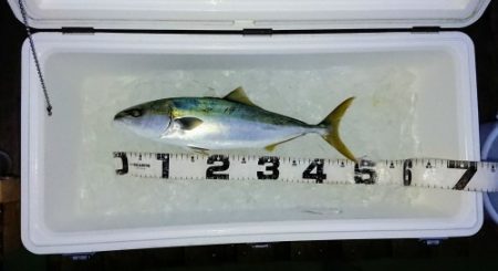 火遠理丸（ほおりまる） 釣果